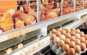 images - 2021-08-31T181932.196