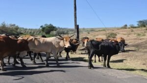 images - 2023-12-17T163527.453